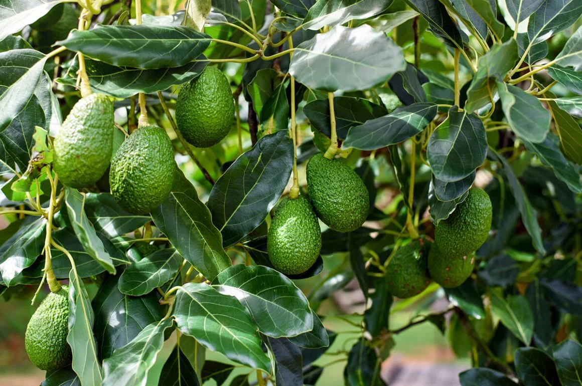Agricultural farming in Kenya