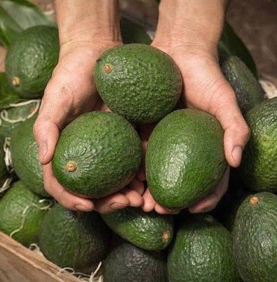 Hass Avocado